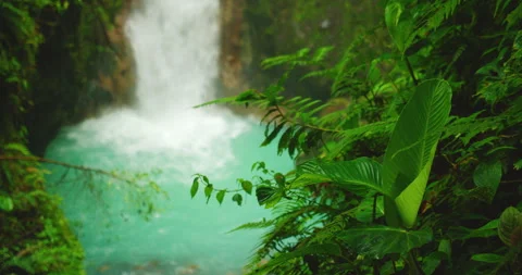 Bright tropical leaves frame the turquoise plunge pool and waterfall at Blue Stock Footage 345533742