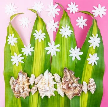 Bright Tropical Still Life with Shells and Leaves on Pink Background. Stock Photos