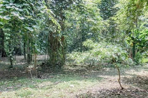 Bright Tropical Thicket with Small Tree and Wild Fruit Stock Photos