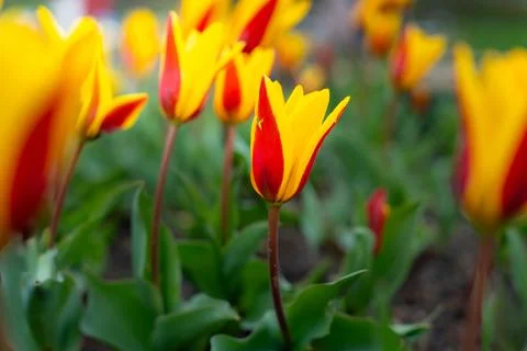 Bright Tulip With Flame Patterns Amidst Green Foliage In Soft Sunlight Stock Photos