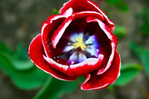Bright tulip Stockfoto's
