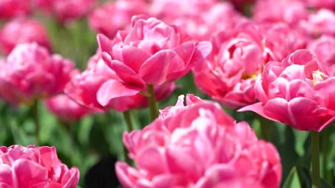 Bright tulips flowerbed Video stock 239523977