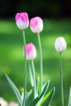 Bright tulips in the spring, small depth of sharpness Stock Photos