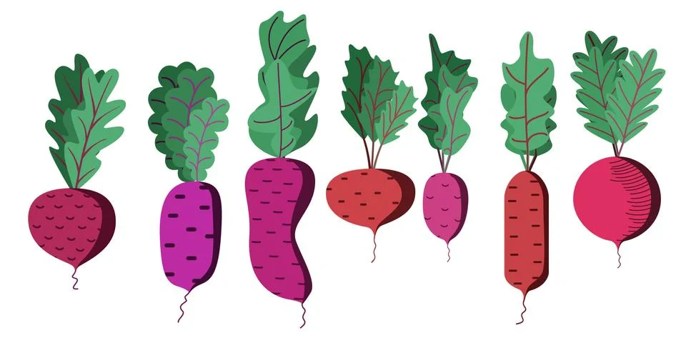 A bright vector set of colorful beets with tops. Stock Illustration