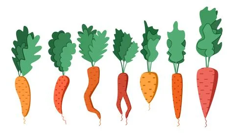 A bright vector set of colorful carrots with tops. Illustrazione stock