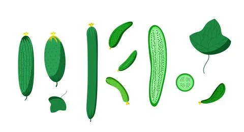 Bright vector set of colorful fresh cucumber. Stock Illustration