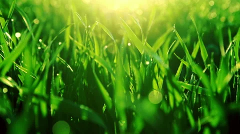 Bright vibrant green grass close-up. RAW video record Stock Footage 63644147