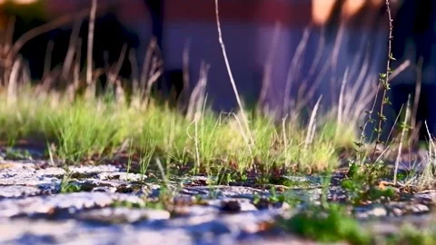 Bright vibrant green grass close-up Stock Footage 313751033