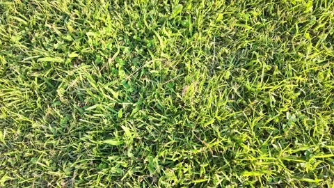 Bright vibrant green grass close-up Stock Footage 314718935
