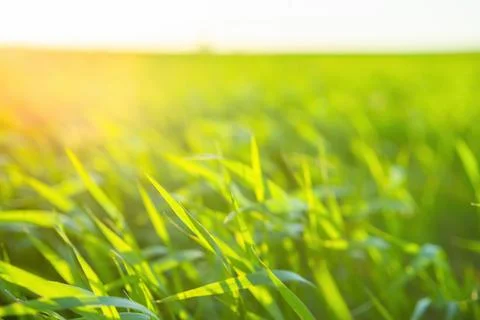 Bright vibrant green grass close-up. Warm golden sunlight illuminates the grass Stock Photos