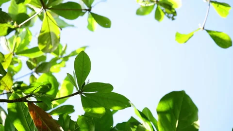 A bright view of fresh green leaves and delicate branches against blue sky. Stock Footage 337046465