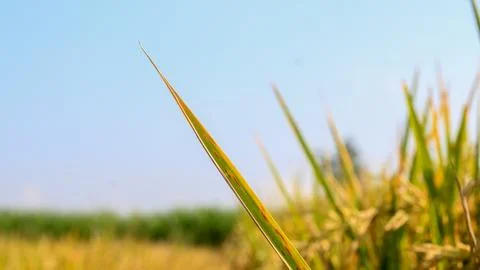 A bright view of rice fields in the morning in Kediri, Indonesia, the expan.. Stock Photos