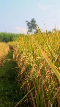 A bright view of rice fields in the morning in Kediri, Indonesia, the expan.. Stock Photos