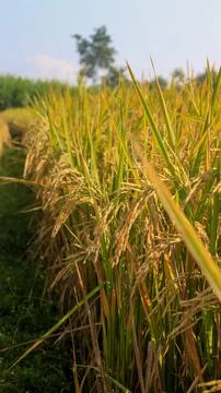 A bright view of rice fields in the morning in Kediri, Indonesia, the expan.. Stock Photos