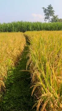 A bright view of rice fields in the morning in Kediri, Indonesia, the expan.. Stock Photos