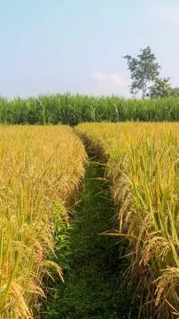 A bright view of rice fields in the morning in Kediri, Indonesia, the expan.. Stock Photos