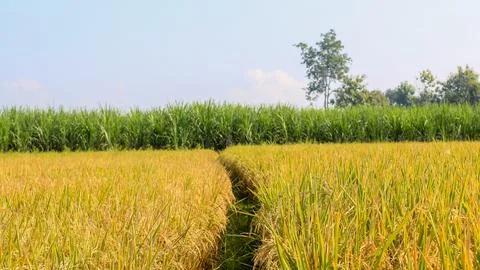 A bright view of rice fields in the morning in Kediri, Indonesia, the expan.. Stock Photos