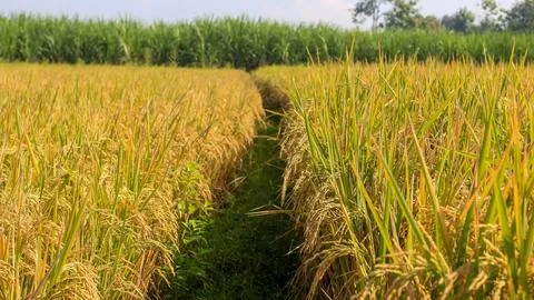 A bright view of rice fields in the morning in Kediri, Indonesia, the expan.. Stock Photos