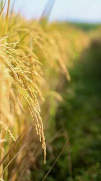 A bright view of rice fields in the morning in Kediri, Indonesia, the expan.. Stock Photos