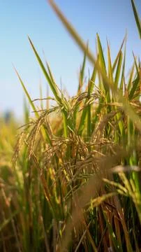 A bright view of rice fields in the morning in Kediri, Indonesia, the expan.. Stock Photos