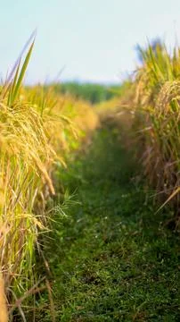 A bright view of rice fields in the morning in Kediri, Indonesia, the expan.. Stock Photos