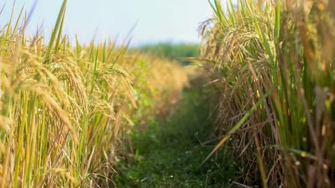 A bright view of rice fields in the morning in Kediri, Indonesia, the expan.. 写真素材