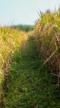 A bright view of rice fields in the morning in Kediri, Indonesia, the expan.. Stock Photos