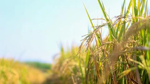 A bright view of rice fields in the morning in Kediri, Indonesia, the expan.. Stock Photos