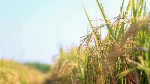 A bright view of rice fields in the morning in Kediri, Indonesia, the expan.. Stock Photos