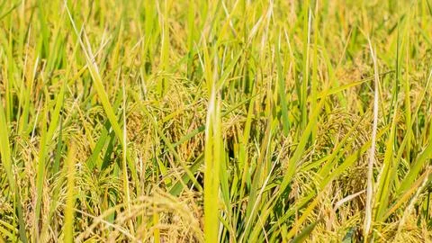 A bright view of rice fields in the morning in Kediri, Indonesia, the expan.. 写真素材