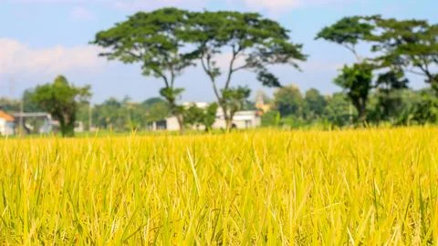A bright view of rice fields in the morning in Kediri, Indonesia, the expan.. Stock Photos