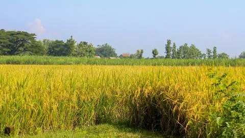 A bright view of rice fields in the morning in Kediri, Indonesia, the expan.. Stock Photos