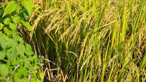 A bright view of rice fields in the morning in Kediri, Indonesia, the expan.. Stock Photos