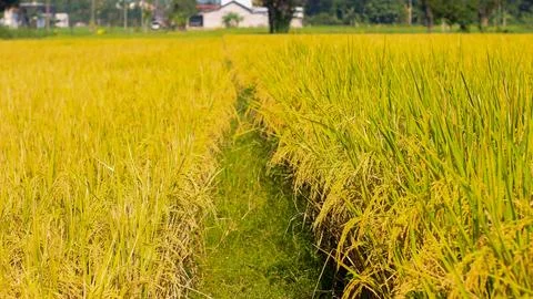 A bright view of rice fields in the morning in Kediri, Indonesia, the expan.. Stock Photos