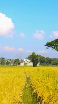 A bright view of rice fields in the morning in Kediri, Indonesia, the expan.. Stock Photos