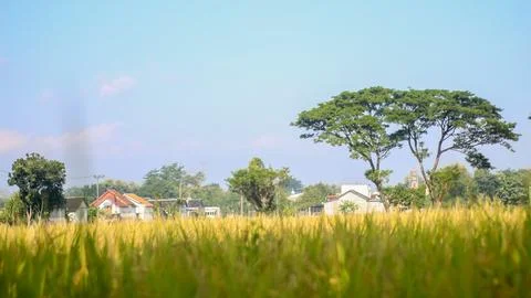 A bright view of rice fields in the morning in Kediri, Indonesia, the expan.. Stock Photos