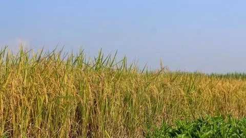A bright view of rice fields in the morning in Kediri, Indonesia, the expan.. Stock Photos