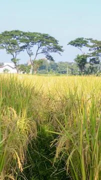 A bright view of rice fields in the morning in Kediri, Indonesia, the expan.. 写真素材