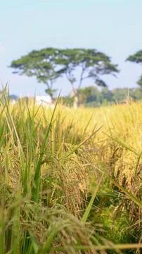 A bright view of rice fields in the morning in Kediri, Indonesia, the expan.. Stock Photos