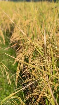 A bright view of rice fields in the morning in Kediri, Indonesia, the expan.. Stock Photos