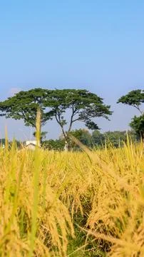 A bright view of rice fields in the morning in Kediri, Indonesia, the expan.. Stock Photos