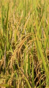 A bright view of rice fields in the morning in Kediri, Indonesia, the expan.. Stock Photos