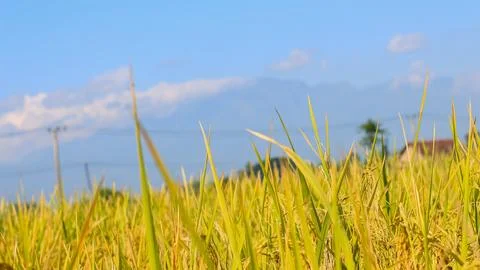A bright view of rice fields in the morning in Kediri, Indonesia, the expan.. Stock Photos