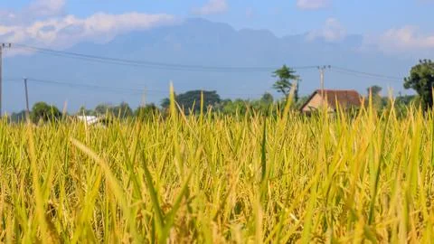 A bright view of rice fields in the morning in Kediri, Indonesia, the expan.. Stock Photos