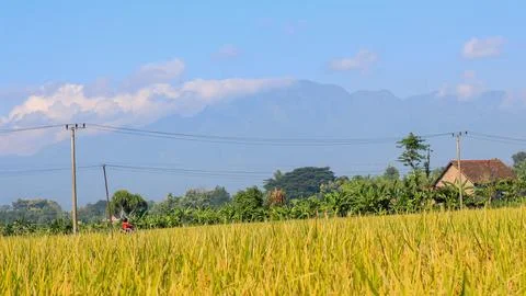 A bright view of rice fields in the morning in Kediri, Indonesia, the expan.. 写真素材