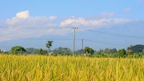 A bright view of rice fields in the morning in Kediri, Indonesia, the expan.. Stock Photos