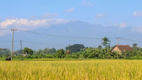 A bright view of rice fields in the morning in Kediri, Indonesia, the expan.. Stock Photos