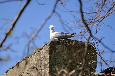 Bright view of single large common sea gull (Larus canus) sitting and resting Foto stock