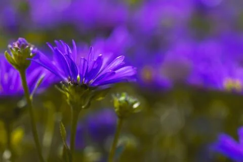 Bright violet asters on a blurred background Stock Photos