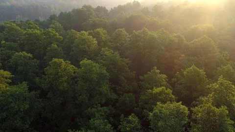 Bright warm rising sun rays shining everywhere while camera flying over tree Video stock 121142444